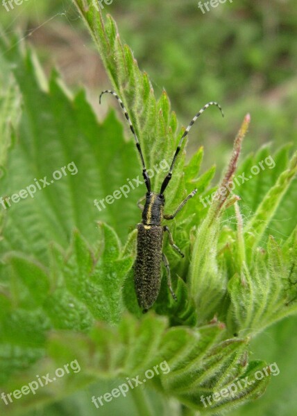 Bug Insect Beetle Longhorn Beetle Plant