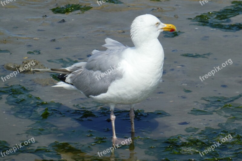 Seagull Wadden Sea Bird Coast Beach