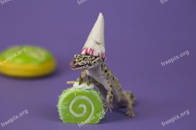 Cake Reptiles Colour Green Free Photos