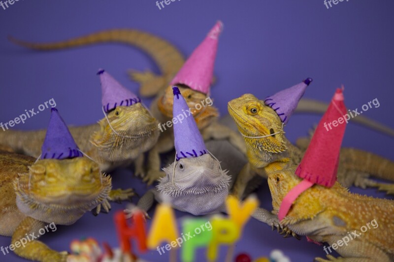 Happy Reptiles Colour Free Photos