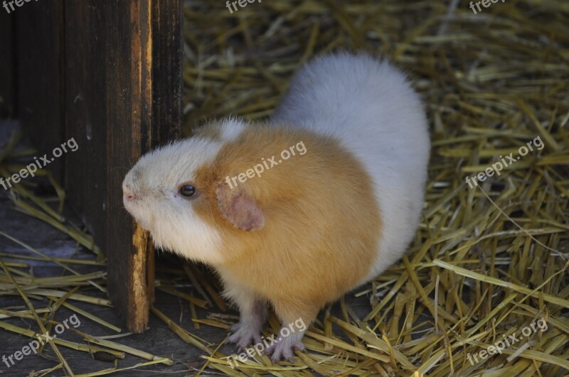 Animal Cavy Rodents Cute Adorable