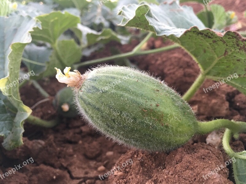 Gherkin Natural Field Crops Agriculture Fruit