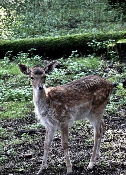 Roe Deer Sweet Nature Animal Animal World