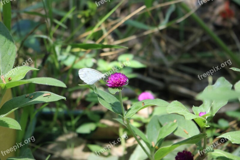 Butterfly Flower Edelfalter Free Photos