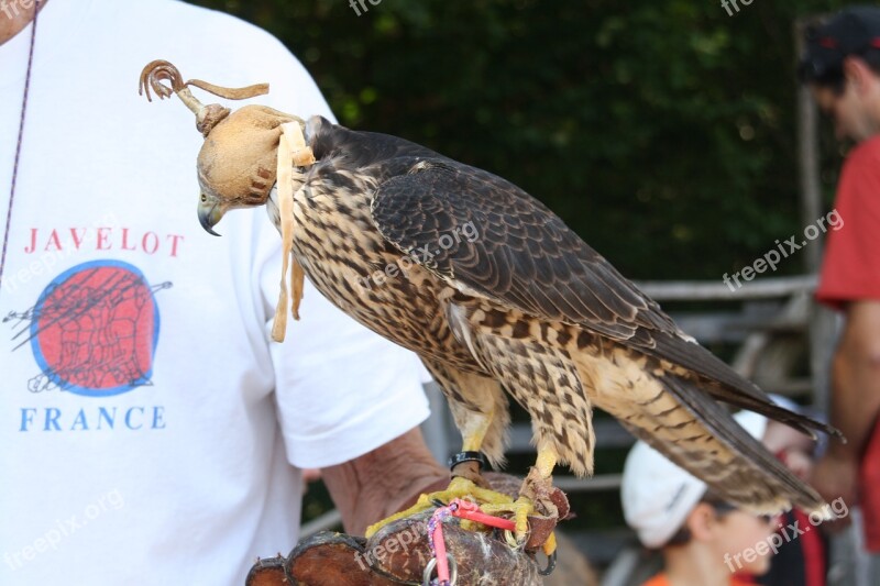 Raptors Falcon Bird Wild Sparrowhawk