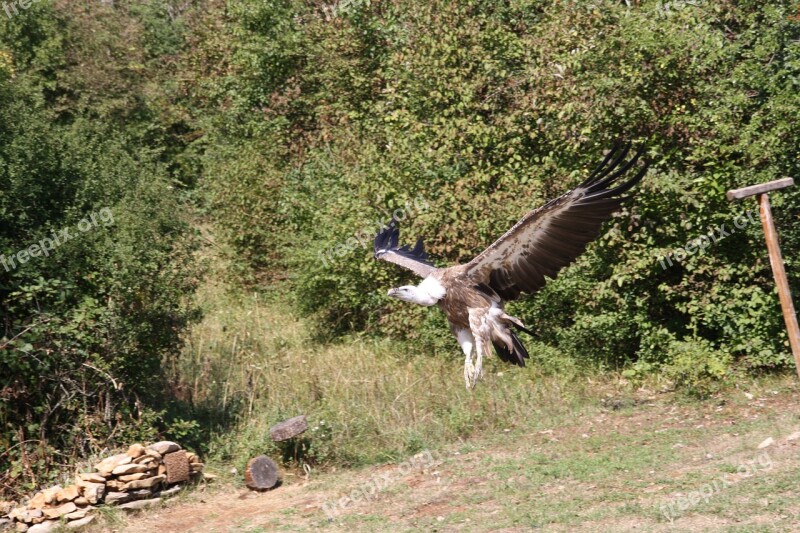 Raptors Falcon Bird Wild Sparrowhawk