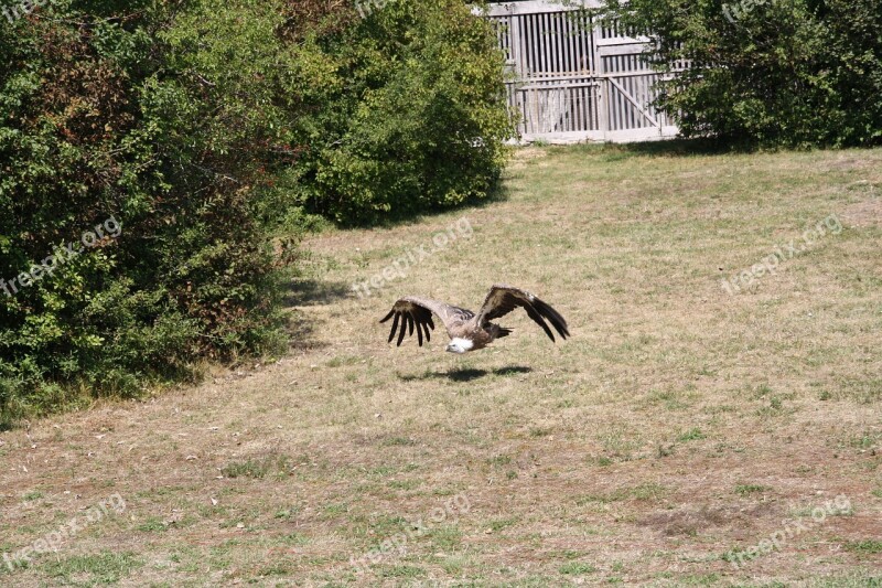 Raptors Falcon Bird Wild Sparrowhawk