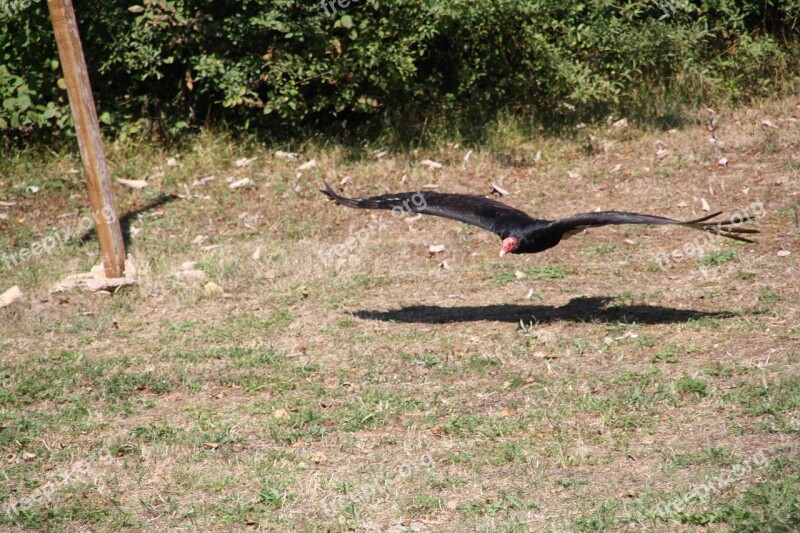 Raptors Falcon Bird Wild Sparrowhawk