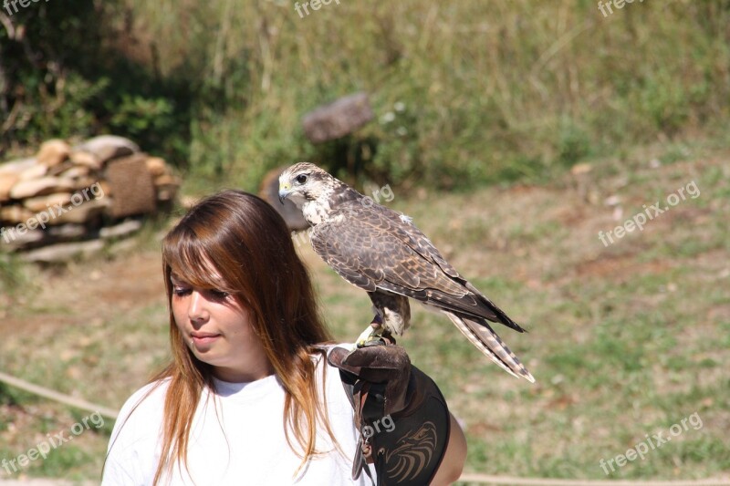 Raptors Falcon Bird Wild Sparrowhawk