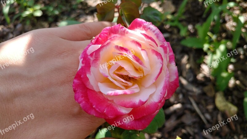 No Filter Rose Flowers Nature Romantic