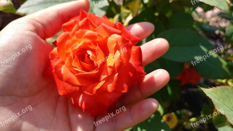 Rose Flowers Nature Plants No Filter