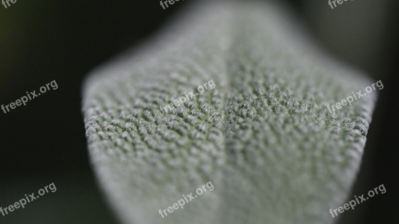 Sage Plant Leaf Macro Leaf Structure