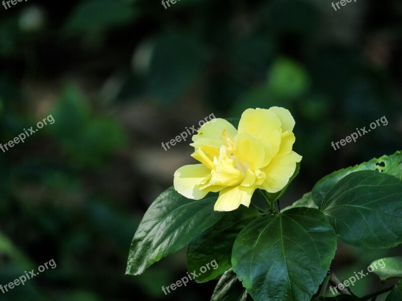 Plant Nature Flower Leaf Garden