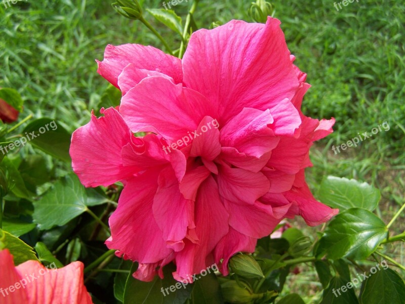 Hollyhock Hibiscus Exotic Free Photos