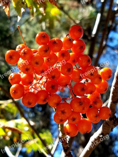 Mountain Ash Orange Berries Firethorn Autumn Red