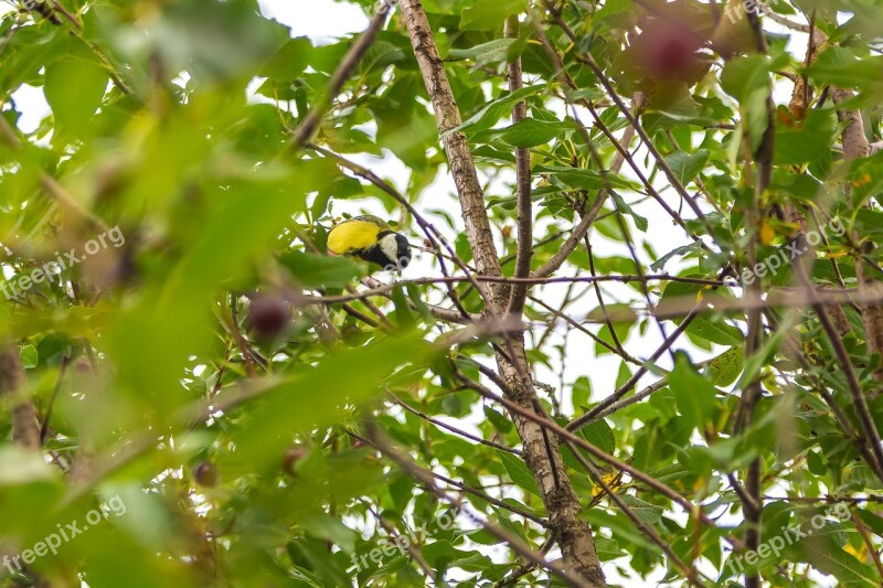 Cherry Bush Garden Nature Bird