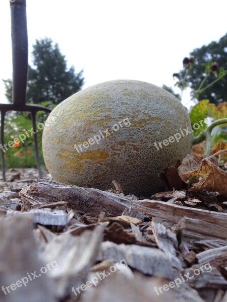 Melon Honeydew Ground Earth Garden