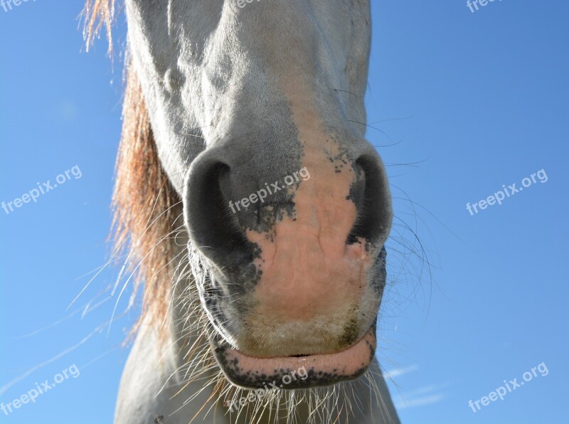 Horse Nostril Of A Horse Equine Nostrils Animal