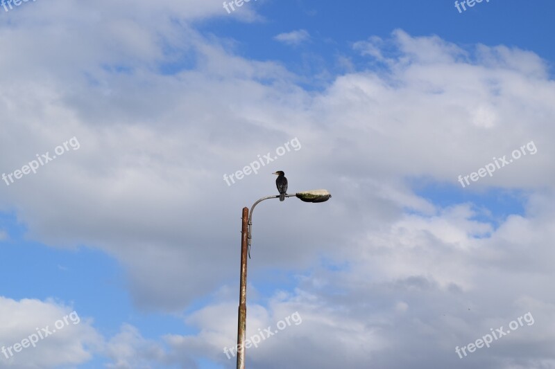 Cormorant Floor Lamp Bird Flight Solitude