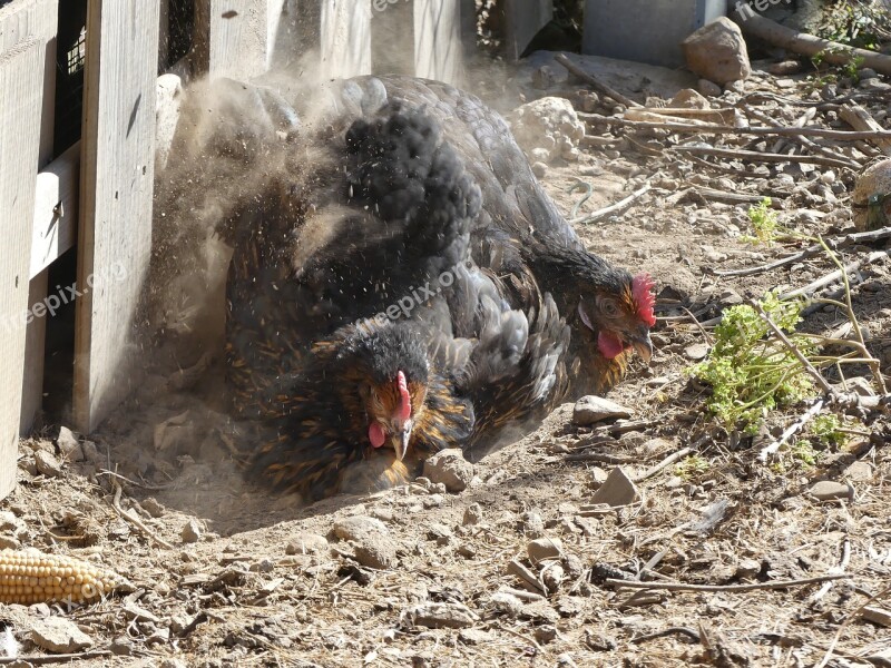 Chickens Dust Birds Earth Free Photos