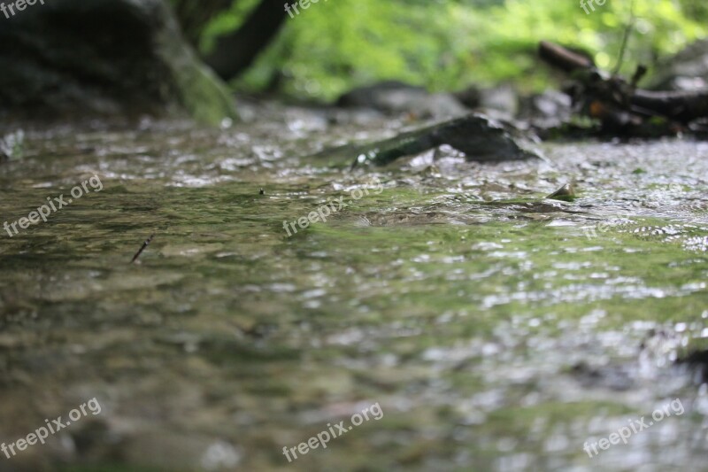 River Forest Nature Water Woods