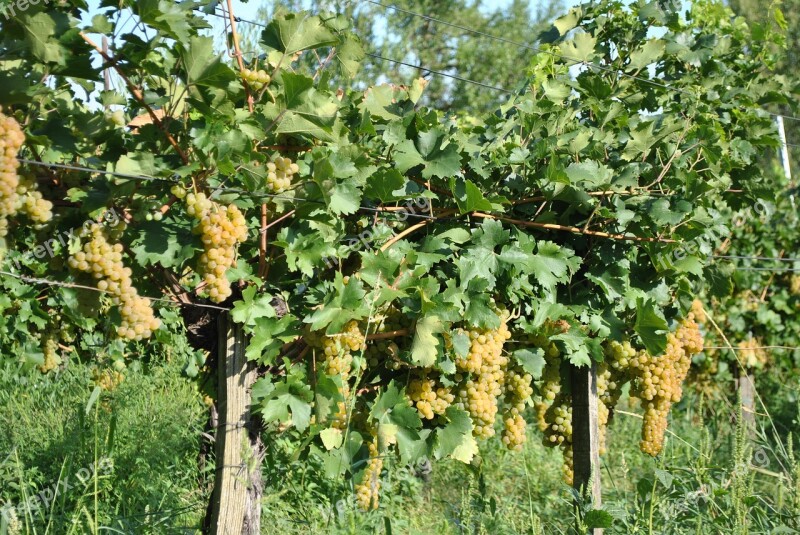 Grape Harvest Autumn Grape Vintage Balaton Uplands