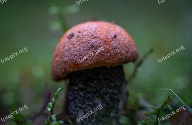 Mushroom Forest Autumn Orange-cap Boletus Red