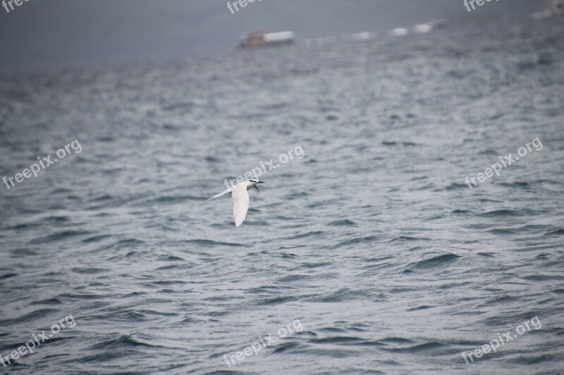 Bird Kingfisher Ocean Boracay Bird Flying