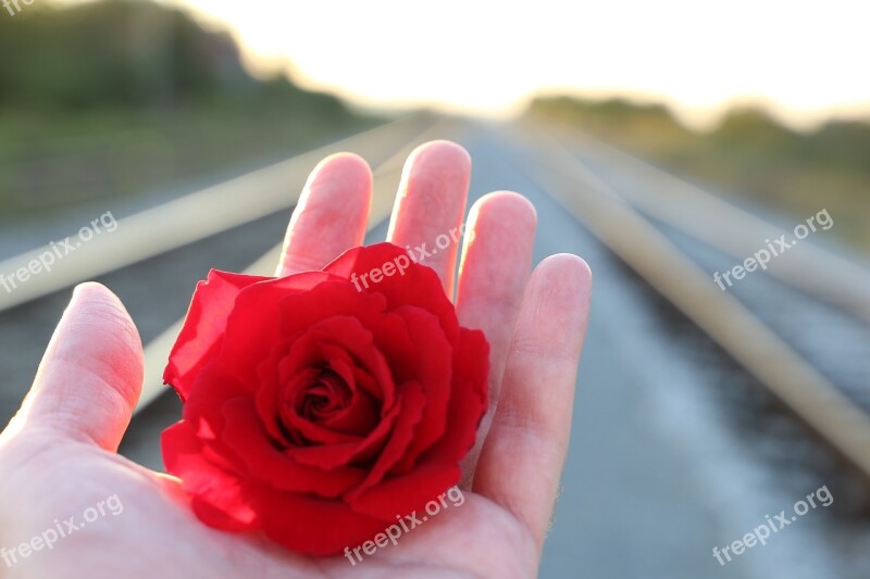 Stop Youth Suicide Red Rose In Hand Railway With Love Sun Rays