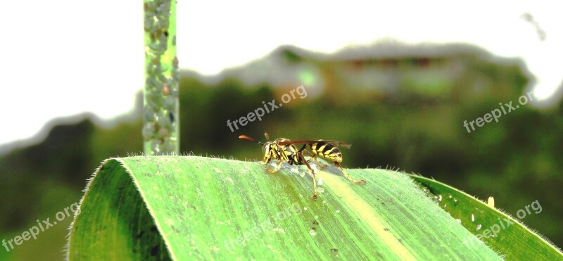 Nature Insect Macro Wasp Guatica