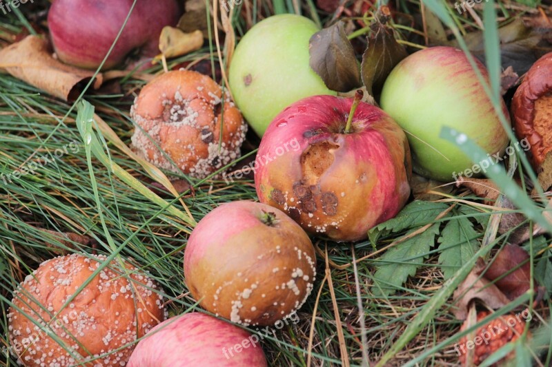 Apple Rot Mold Bad Fruit