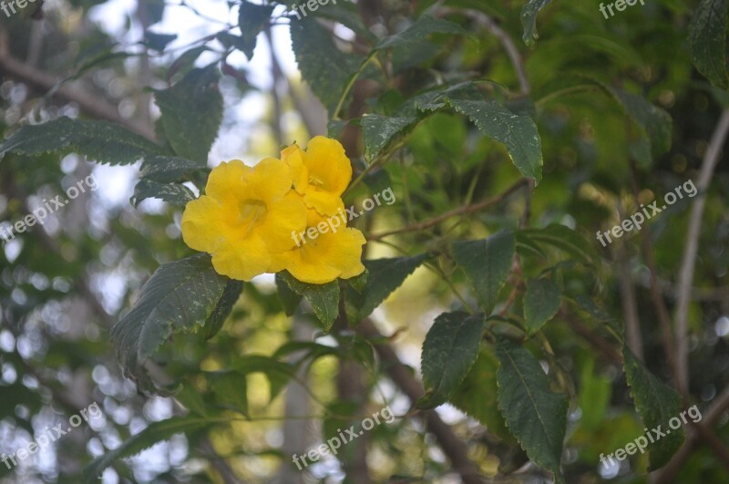 Yellow Flower Flower Flourish Free Photos