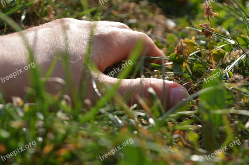 Meadow Grass Focus Macro Landscape