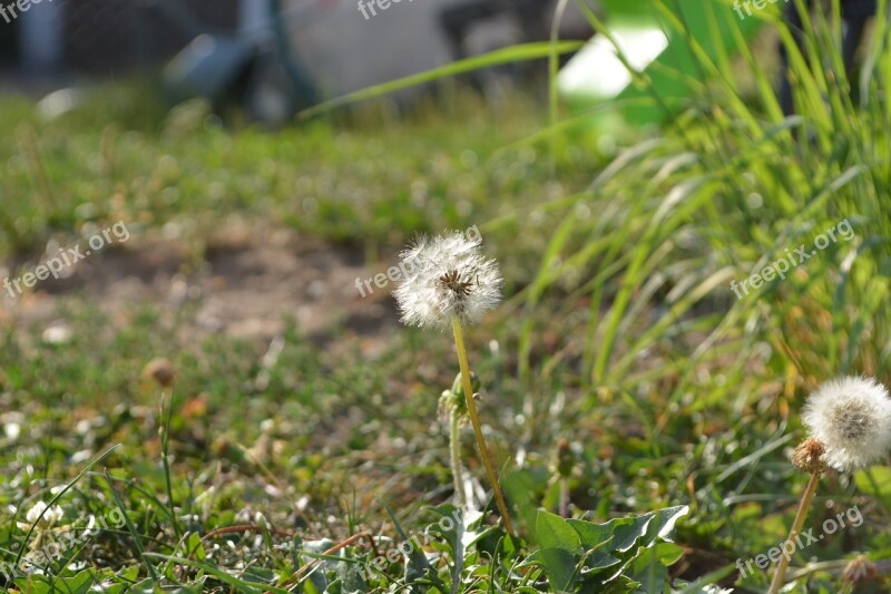 Meadow Grass Focus Macro Landscape