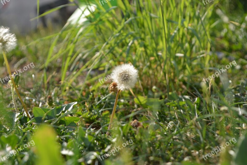 Meadow Grass Focus Macro Landscape