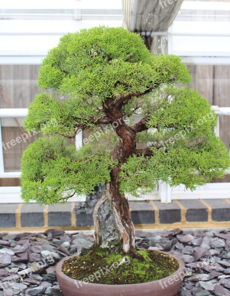 Bonsai Tree Japan Small Miniature Free Photos