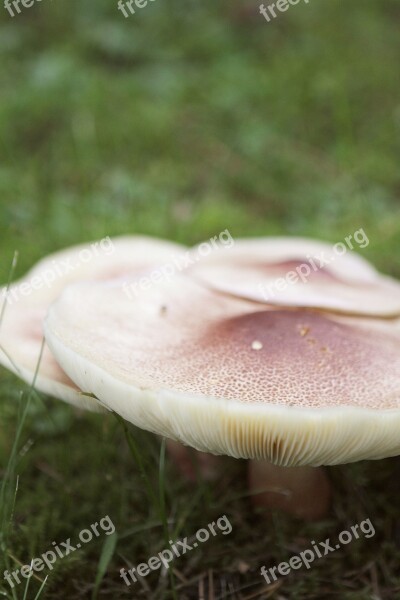 Mushroom Fungus Sponge Nature Autumn