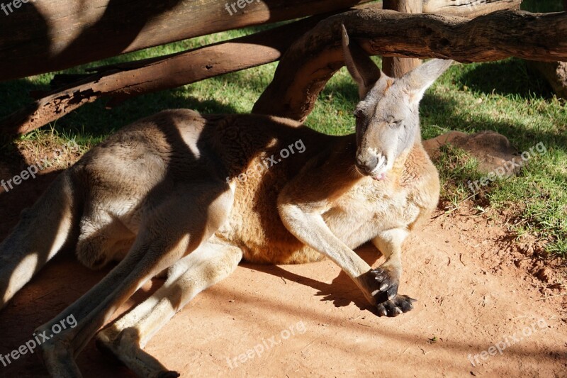 Kangaroo Animal Animals Australia Nature