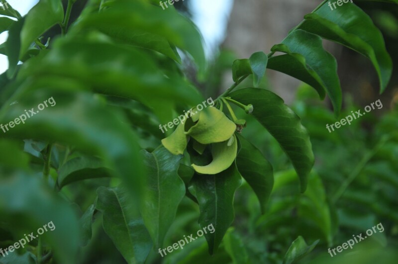 Green Flower Green Flower Botany Garden