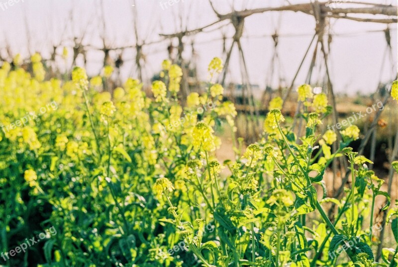 In Yunnan Province Dali Vegetable Fields Cole Film