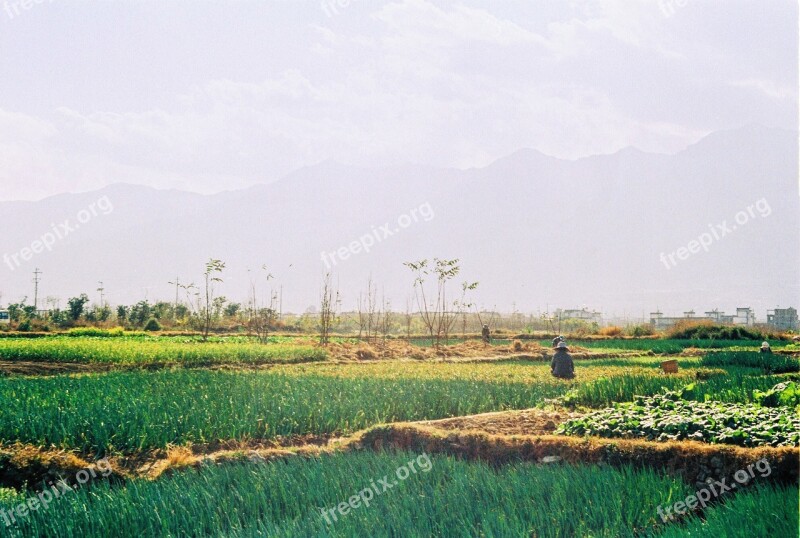 In Yunnan Province Dali Vegetable Fields Cole Film