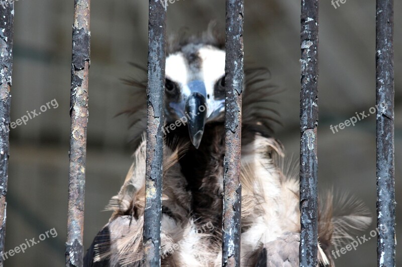 Vulture Black Vulture Aegypius Monachus Predator Bird