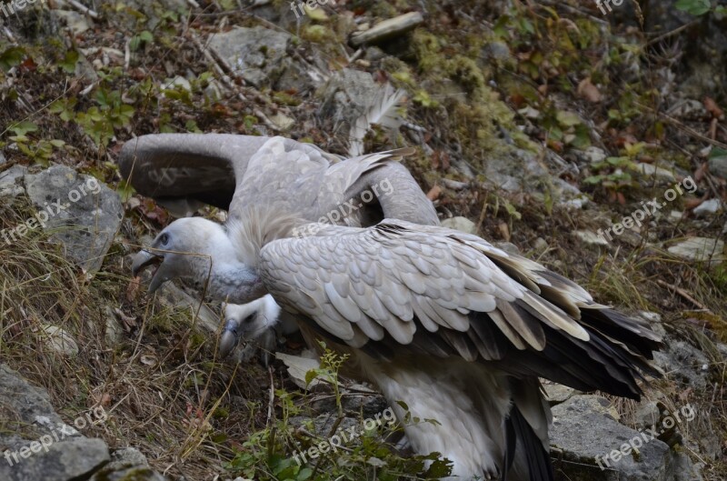 Vulture Bird Scavengers Plumage Bill