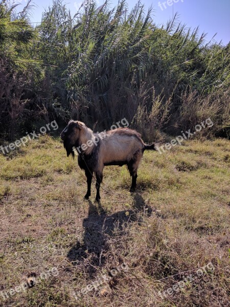 Goat Field Animals Grass Nature