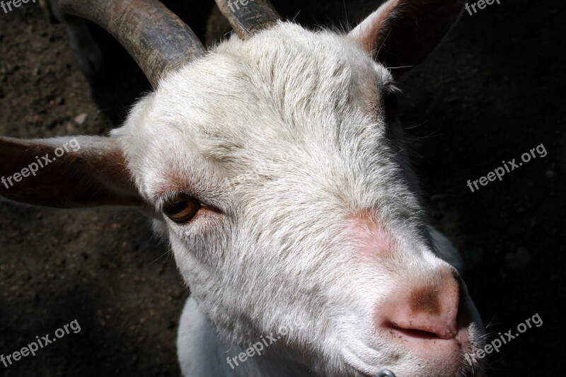 Animal White Goat Farm Horns Enclosure