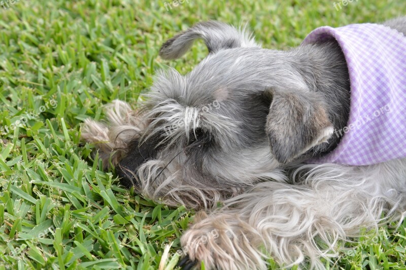 Schnauzer Pet Lawn Grass Dog