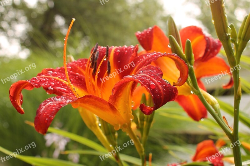 Lily Day Lily Fresh Raindrop Flower