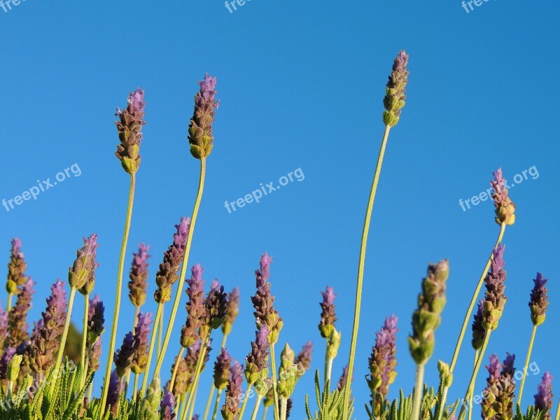 Lavender Flora Lavender Flower Nature Aromatic