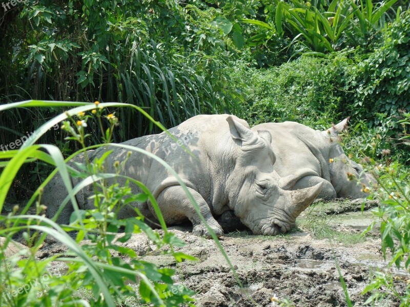 Rhino Mud Zoo Wildlife Aminal