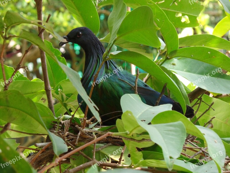 Wo Pigeon Nest Bird Wildlife